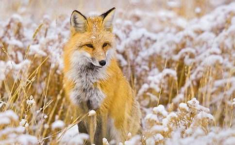 【推荐】乌鸦与狐狸故事