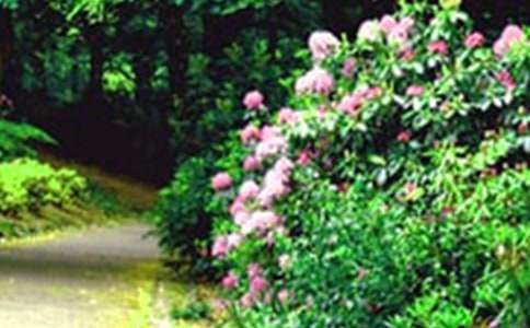 С�����������Ļ�԰�̰�