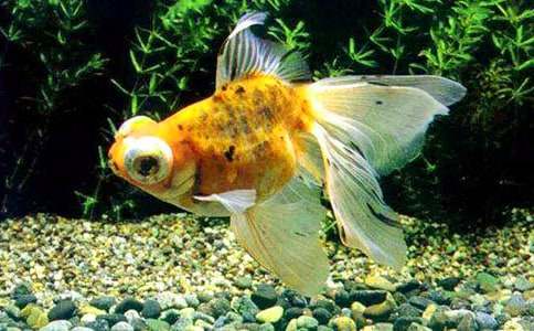 金鱼的观察日记(15篇)