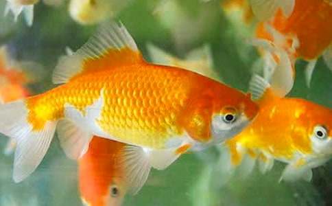 �۲�����ռǣ�ͨ��12ƪ��