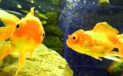 [����]С��������15ƪ