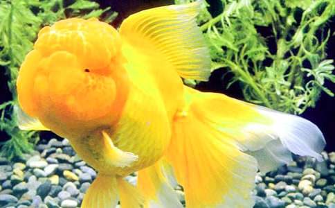 ����۲��ռǺϼ�15ƪ