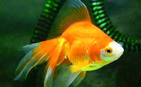 ����Ĺ۲��ռ�