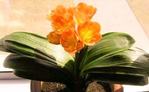 �����������Ķ̾�