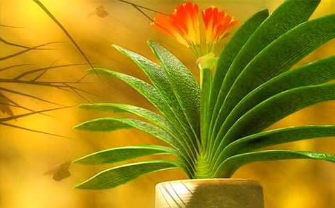 ���ھ������ľ���