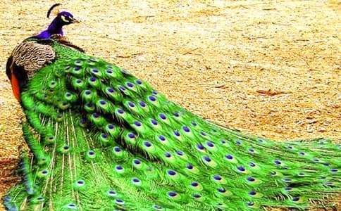 ��ȸ���������300�ֺϼ�10ƪ