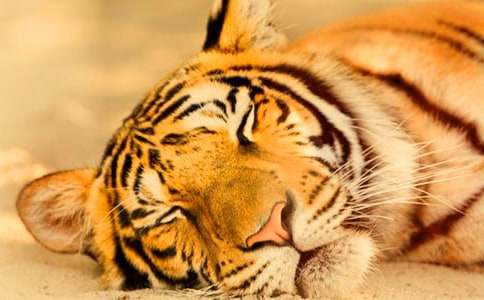 �а����̰���С����ʹ��ϻ���