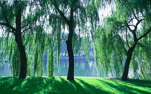 描写柳树刚发芽的优美的短句