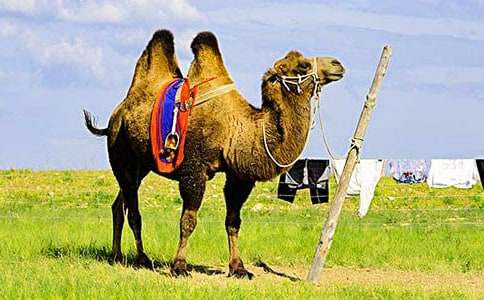 (优秀)骑骆驼作文15篇