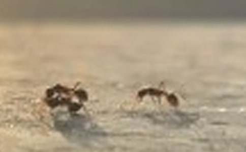 �����ϰᶹ���а�������̰�