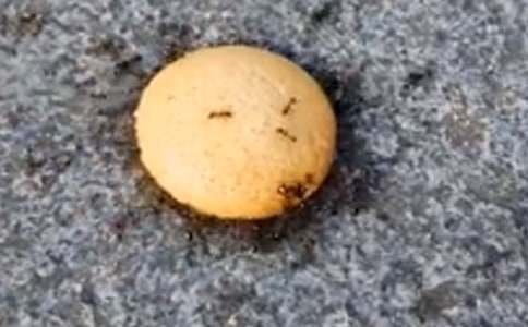 精选蚂蚁日记作文300字九篇