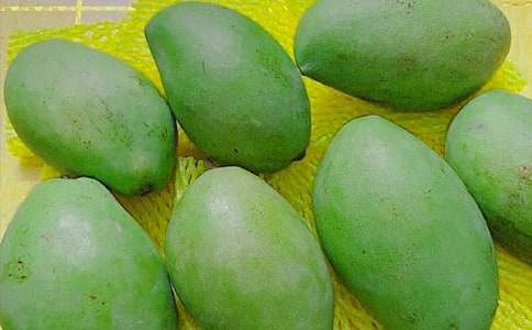 芒果树作文15篇(优秀)