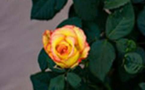 õ�廨�۲��ռ�(�ϼ�15ƪ)