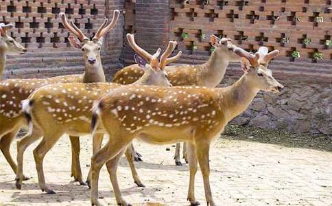 ѩ��÷��¹��ʫ��