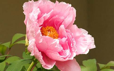 �ۿ���ĵ��ͤ���ۺ��