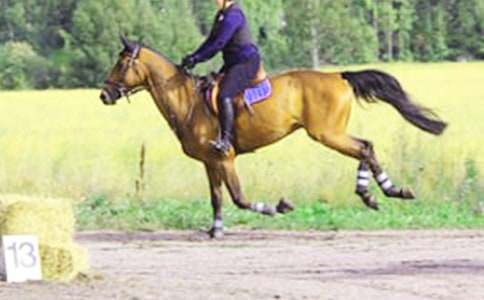 中班体育骑马去郊游教案