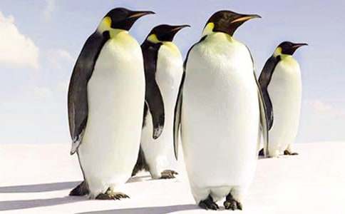 爱心企鹅读后感