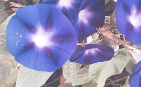 ��ʵ�á�ǣţ�����꼶������ƪ