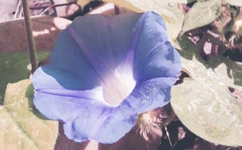 ǣţ�����ġ��Ƽ���