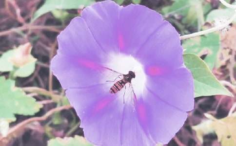 ǣţ�����꼶����15ƪ