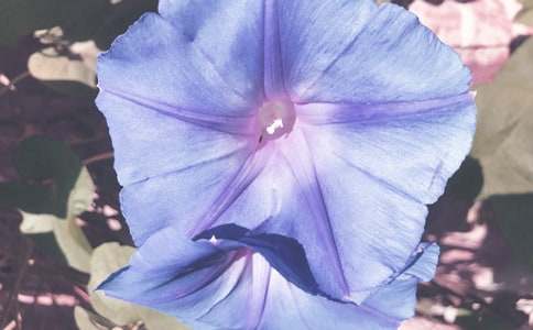 �ҵ�ֲ������ǣţ���������꼶ͨ��