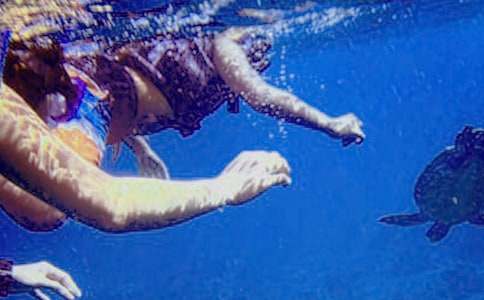 (荐)潜水的作文