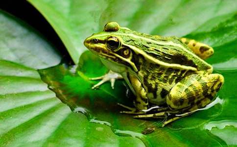 ���������ֵ�С����_�а�̰�