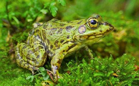 ���������ӡ�����У�ͨ��31ƪ��