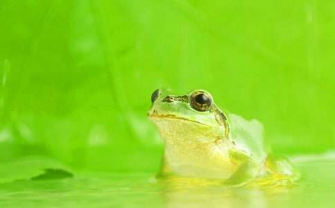 青蛙作文600字精选3篇