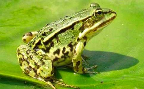 �а������̰�����������