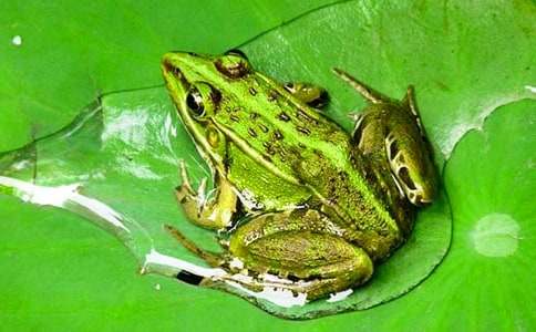 救青蛙优秀作文