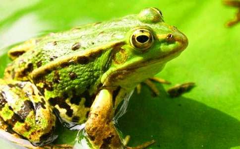 小学生保护青蛙的作文