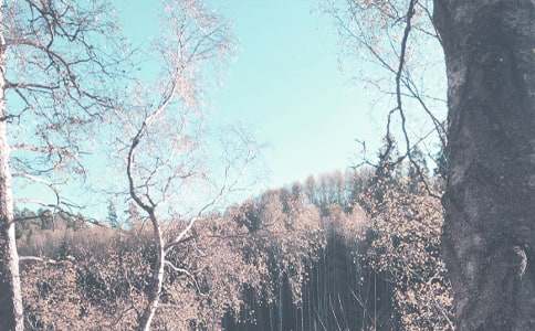 С���＾����