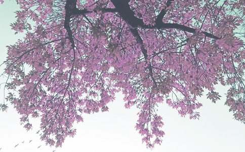 Сѧ�＾���������ƻ�����