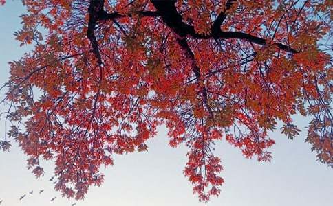 �����㣩����˽������15ƪ