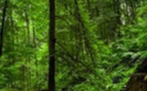 实用的森林作文600字【优秀4篇】