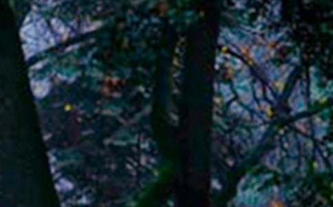 ɭ�ַ�������[��ѡ15ƪ]