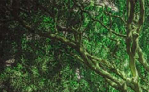 [ͨ��]ɭ�ַ��������15ƪ