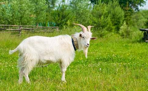 ɽ�򲻳����òݶ���кϼ�15ƪ