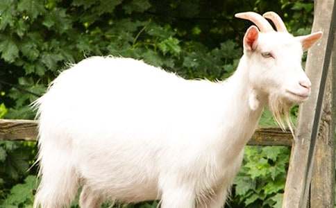 ��ֻɽ�����ľ�ſ�ͼд��7ƪ[��]