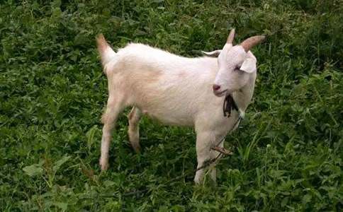 С���ú�ɽ��үү���ſ�ͼд��һ�꼶