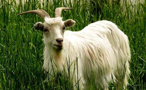 ��ֻɽ�����ľ�ſ�ͼд��