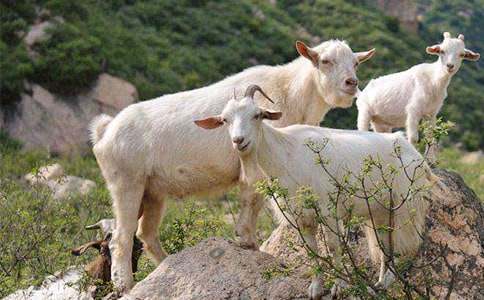 ɽ�򲻳����òݶ����(���20ƪ)