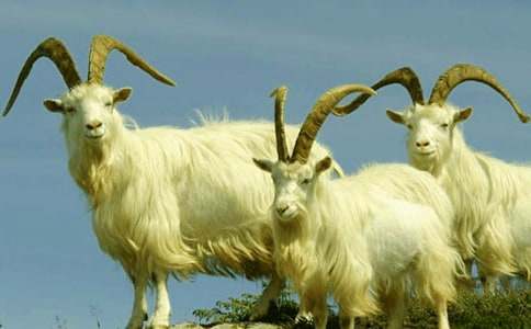 ��ʵ�ã�ɽ�򲻳����òݶ����