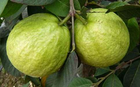 ʯ�������