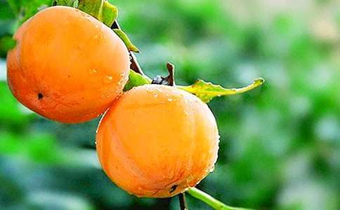 (��)ժ��������15ƪ