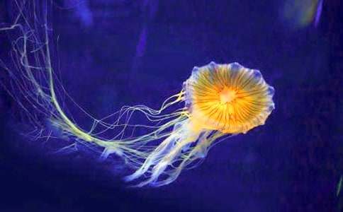 ����ˮĸ������