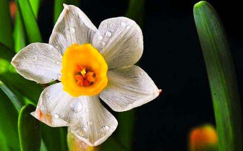 《艾晚的水仙球》读后感