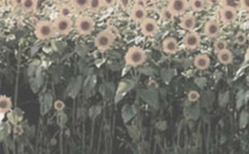 �����̰���̫����