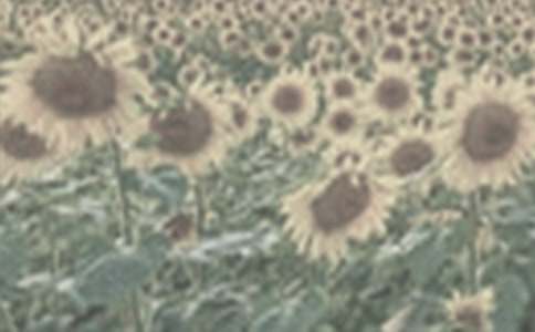 ̫��������300����ƪ